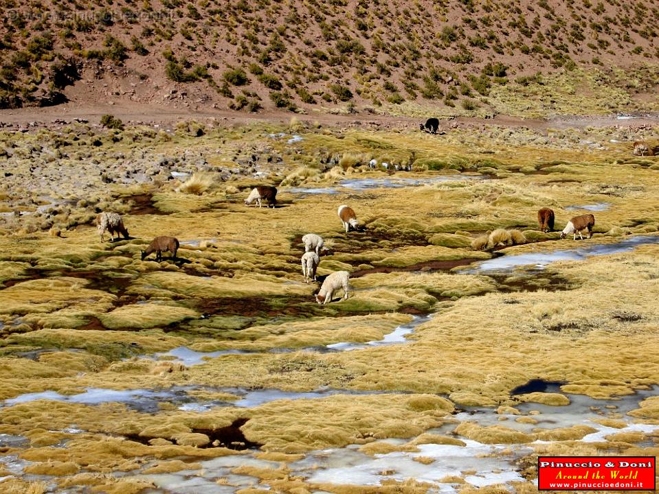 CILE - Verso il Pueblo de Machuca - 12.jpg